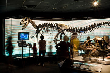 Allosaurus Skeleton at the Creation Museum